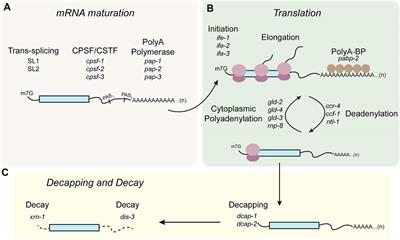 The role of RNA-binding proteins in orchestrating germline development in Caenorhabditis elegans